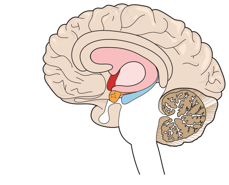 Reading Disability and the Brain - thumbnail